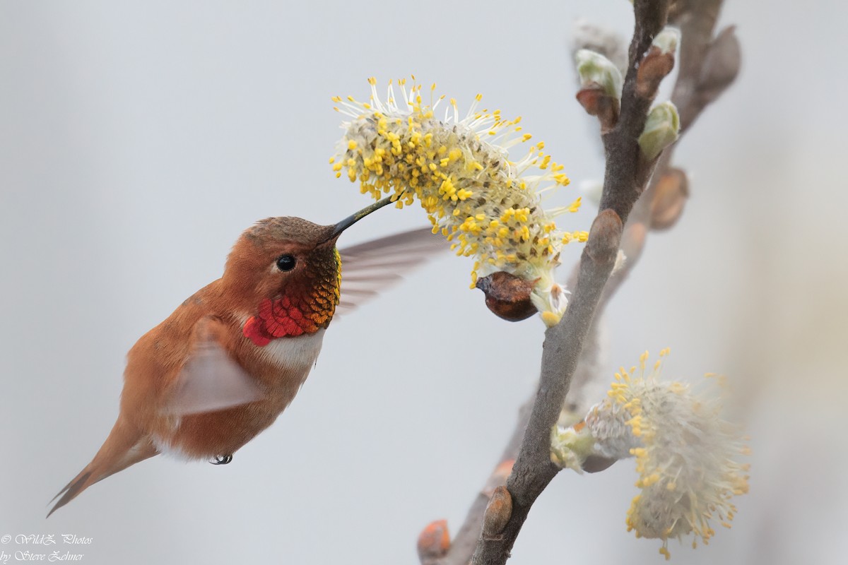 Rufous Hummingbird - Steve Zehner