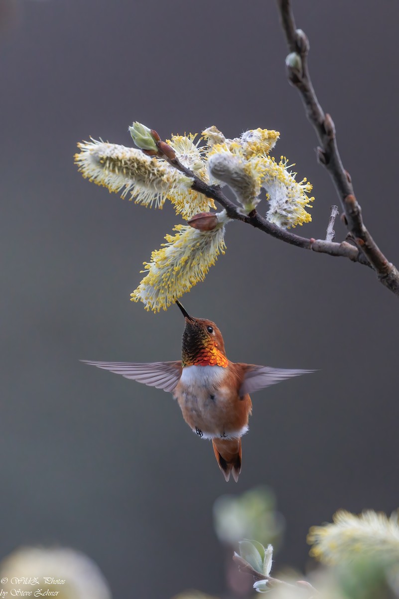 Rufous Hummingbird - ML555003971