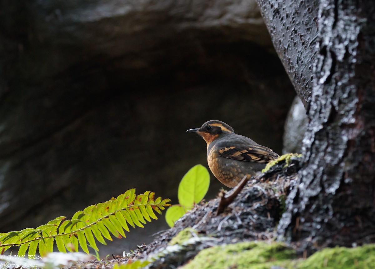 Varied Thrush - ML555004091