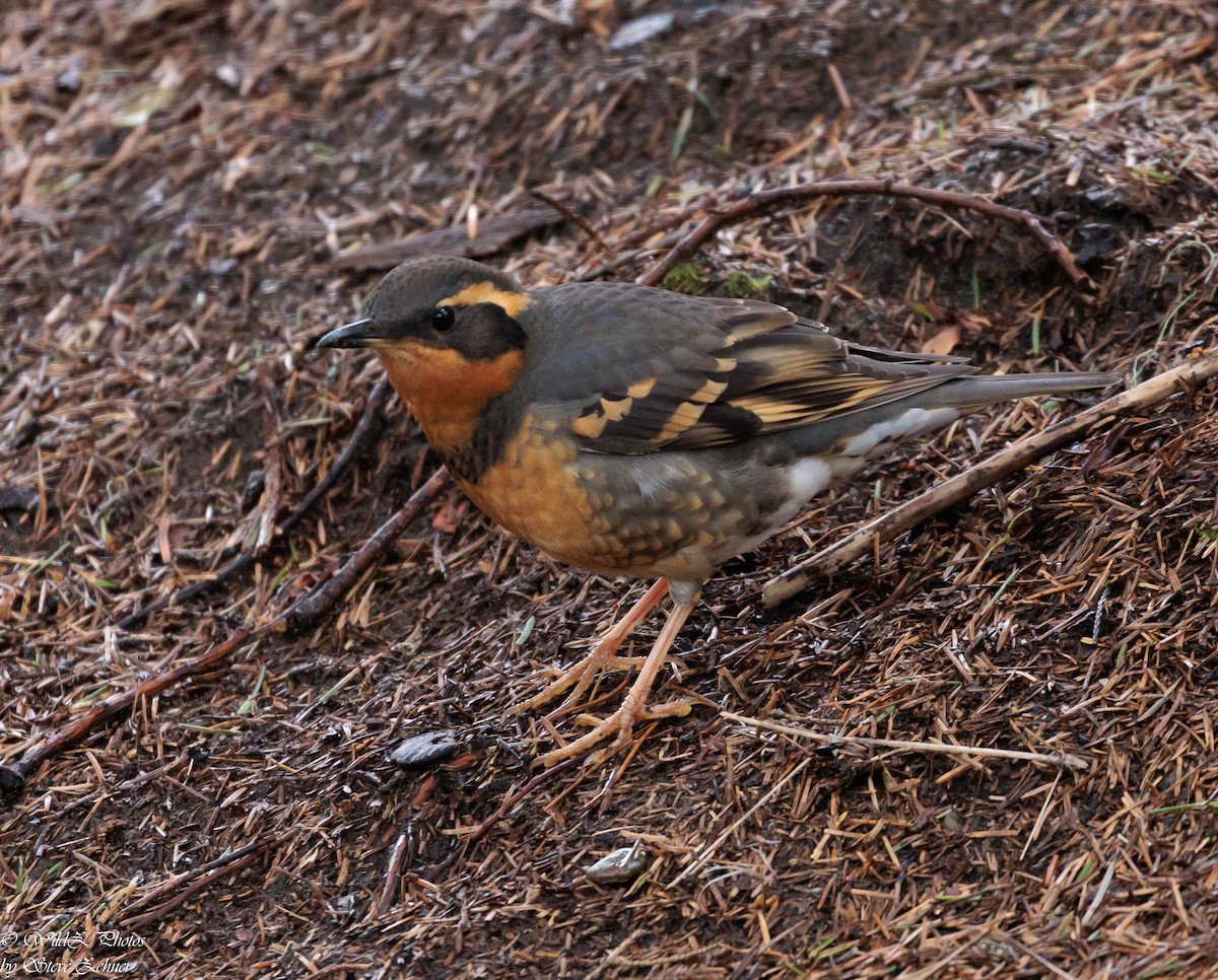 Varied Thrush - ML555004111