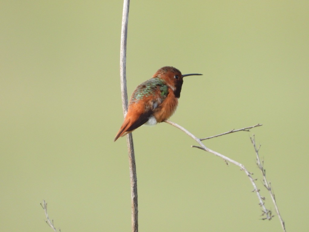 Allen's Hummingbird - Jane Schrenzel