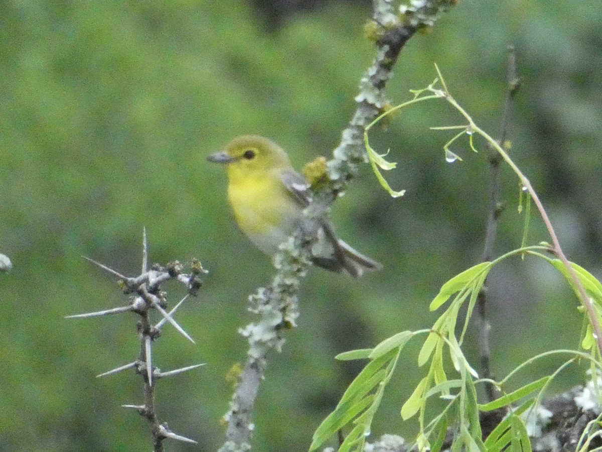 Sarı Gerdanlı Vireo - ML555009621