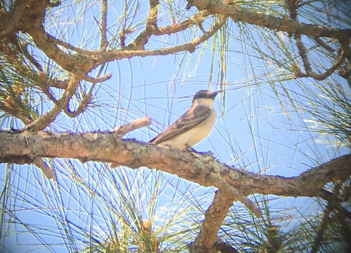 Gray Kingbird - ML55500981