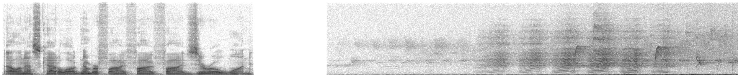 zoborožec černobílý - ML55501