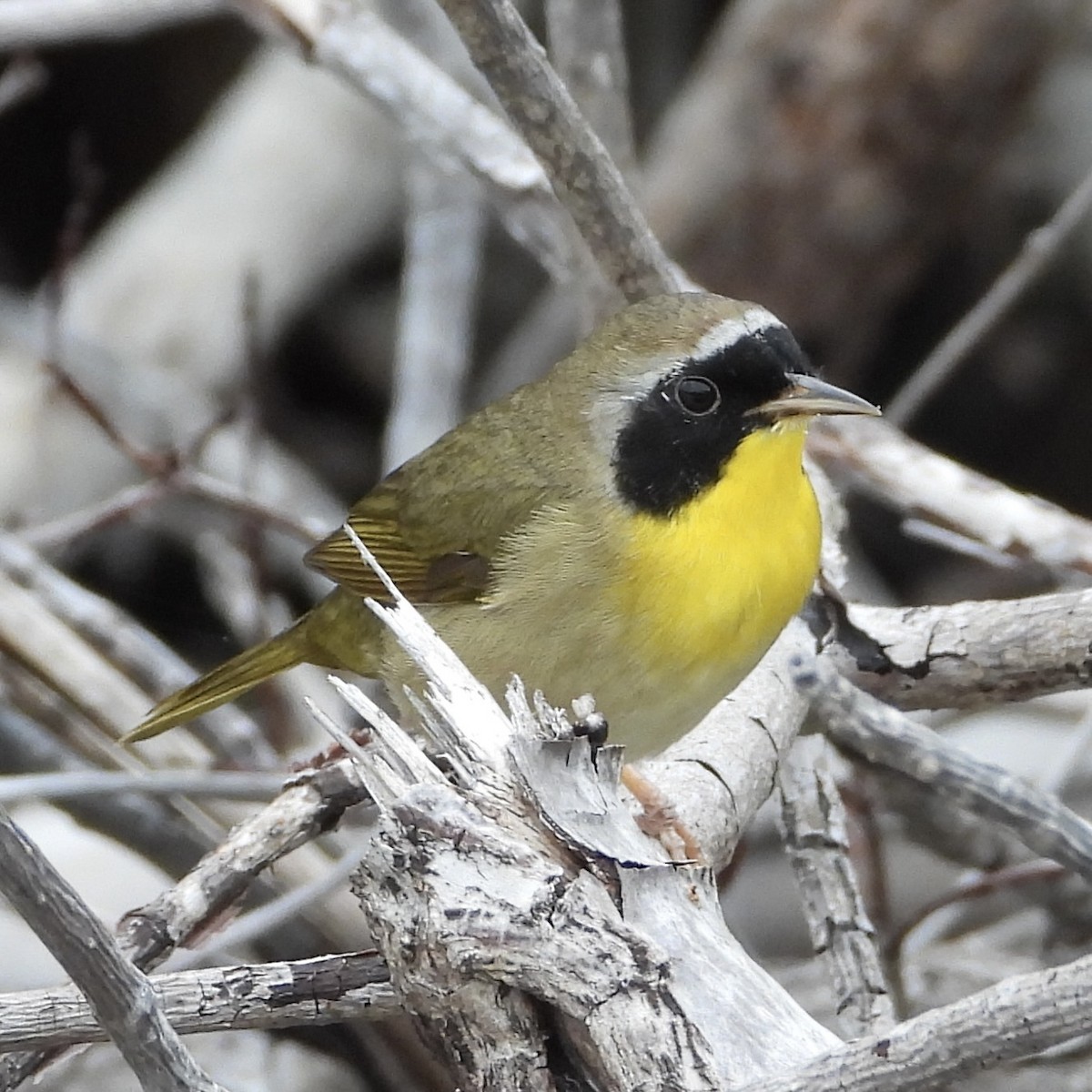 Common Yellowthroat - ML555010081