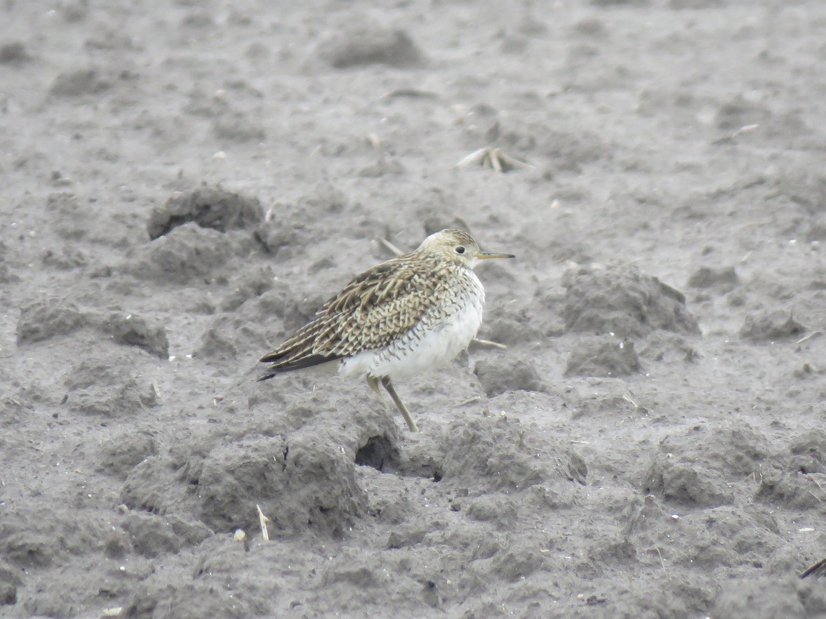 Upland Sandpiper - ML555010541