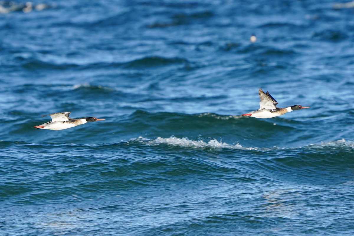 Red-breasted Merganser - ML555010921