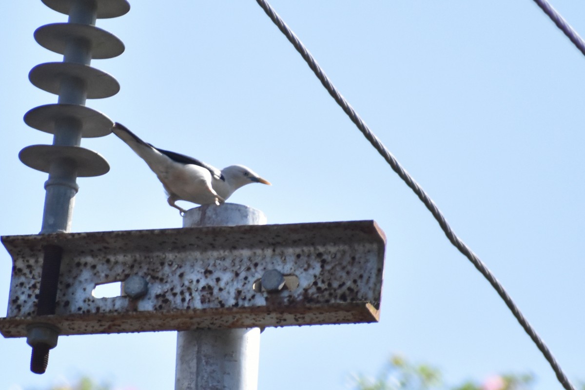 White-headed Starling - ML555011651