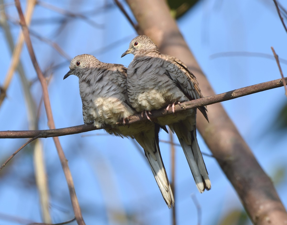 Inca Dove - Zuly Escobedo / Osberto Pineda