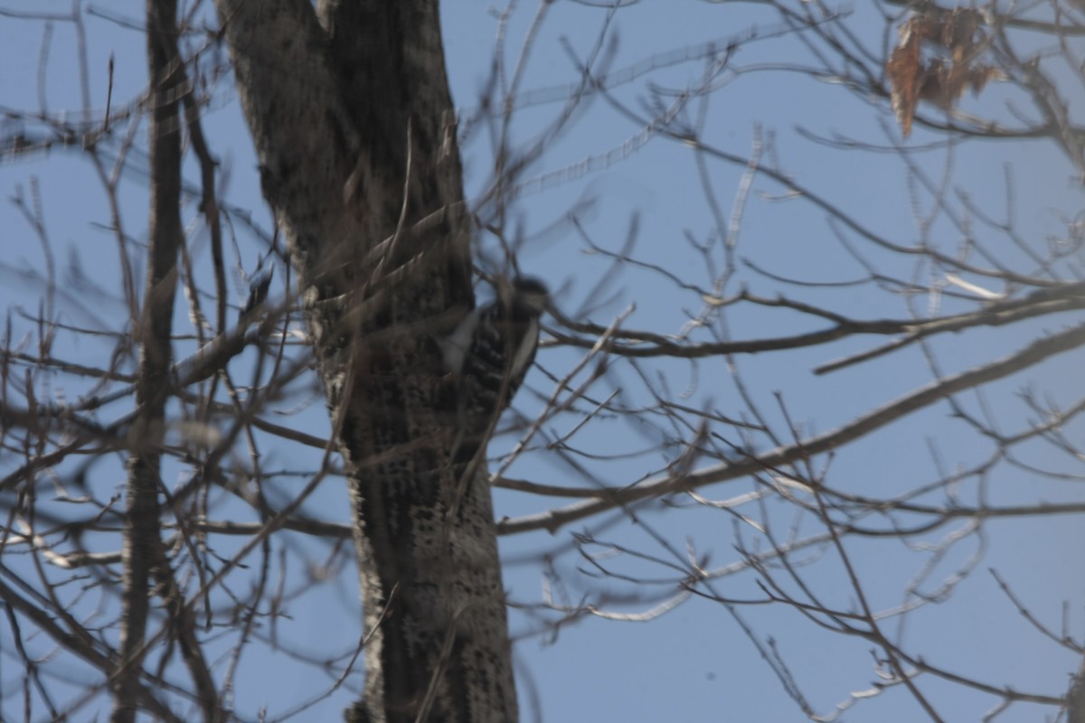 Hairy Woodpecker - ML555011861