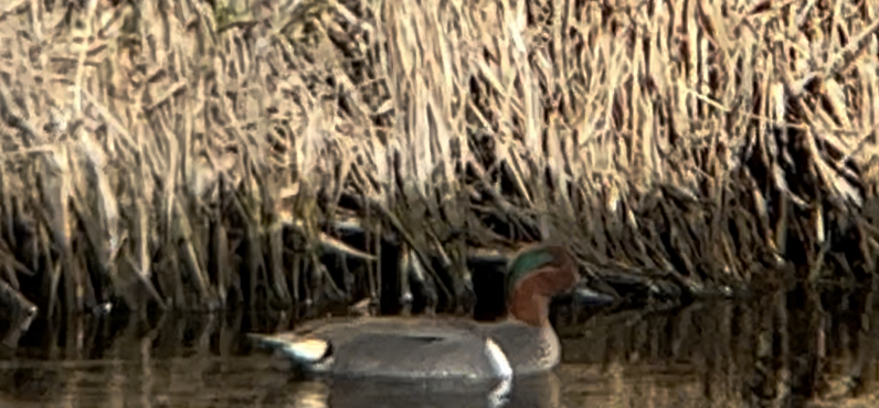 Green-winged Teal - ML555012661