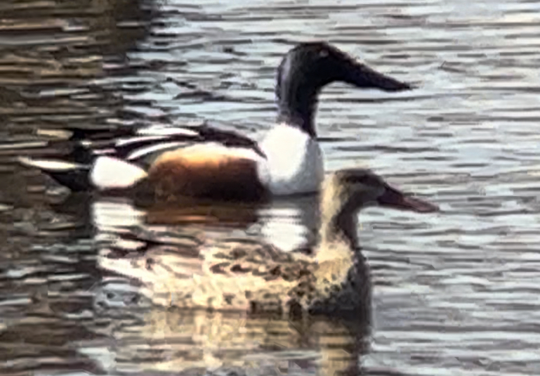 Northern Shoveler - ML555013001