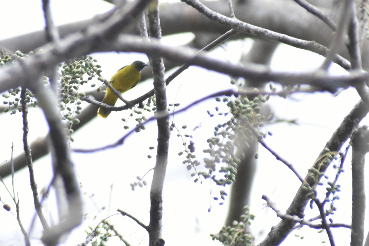 Andaman Bulbul - ML555013061