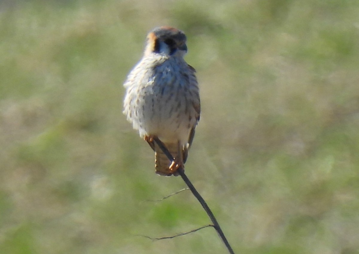 American Kestrel - ML555013421