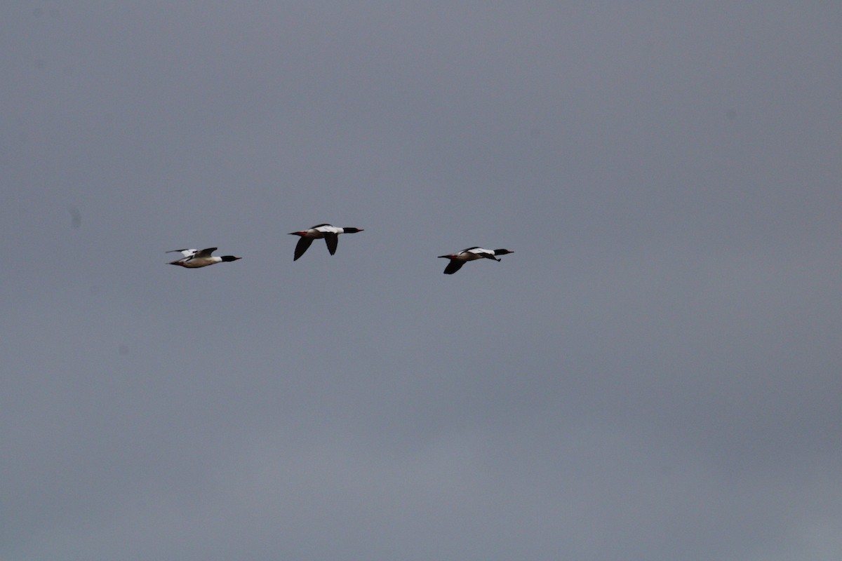 Common Merganser - Biggest Bird