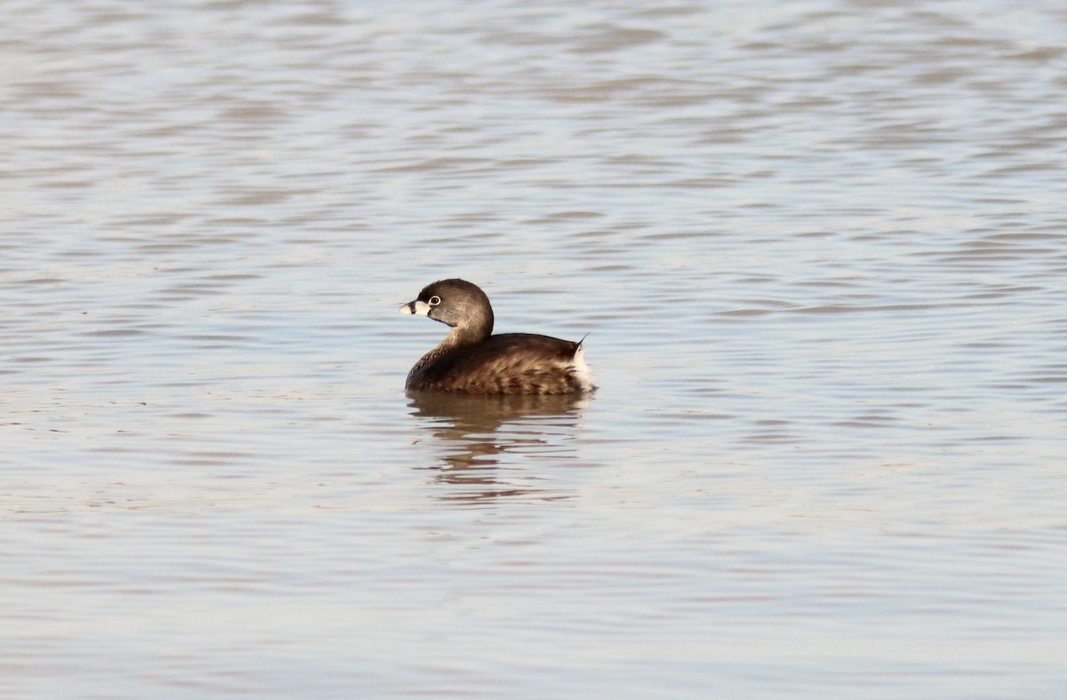 Pied-billed Grebe - ML555014001