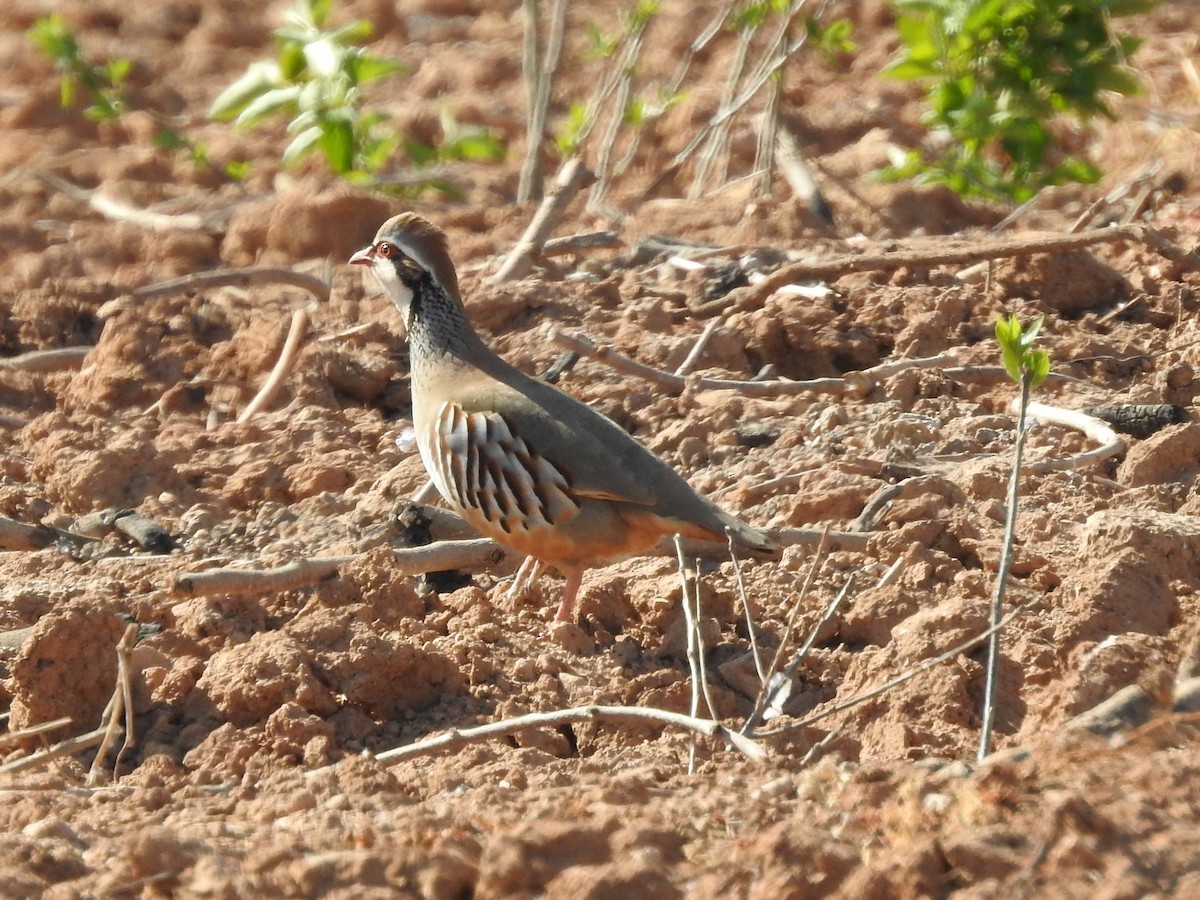 חוגלה אדמונית - ML555015001