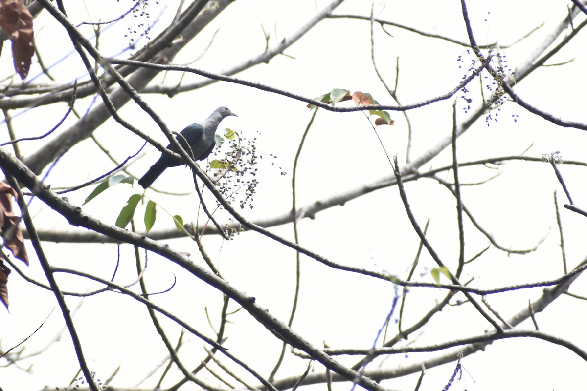 Green Imperial-Pigeon - ML555015451