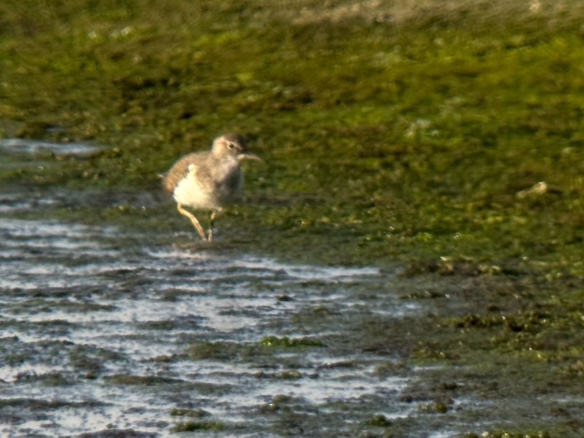 Common Sandpiper - ML555015961