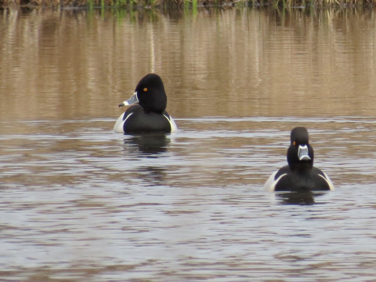 Ring-necked Duck - Frank Durso