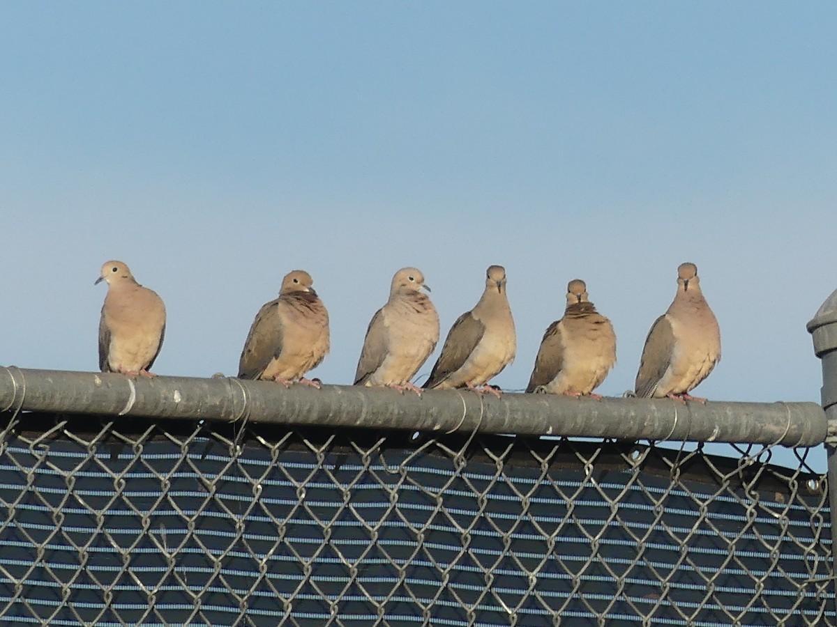 Mourning Dove - ML555017881