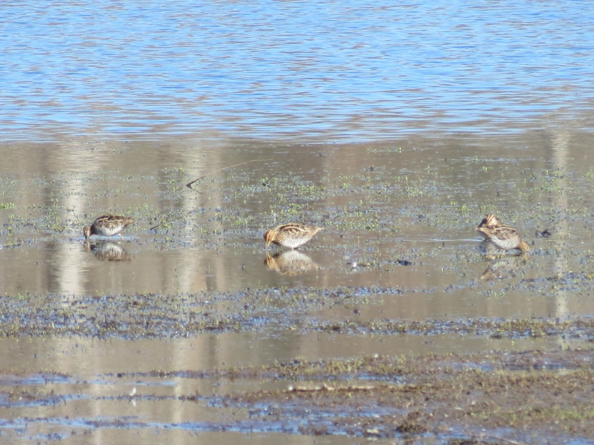 Wilson's Snipe - ML555018171