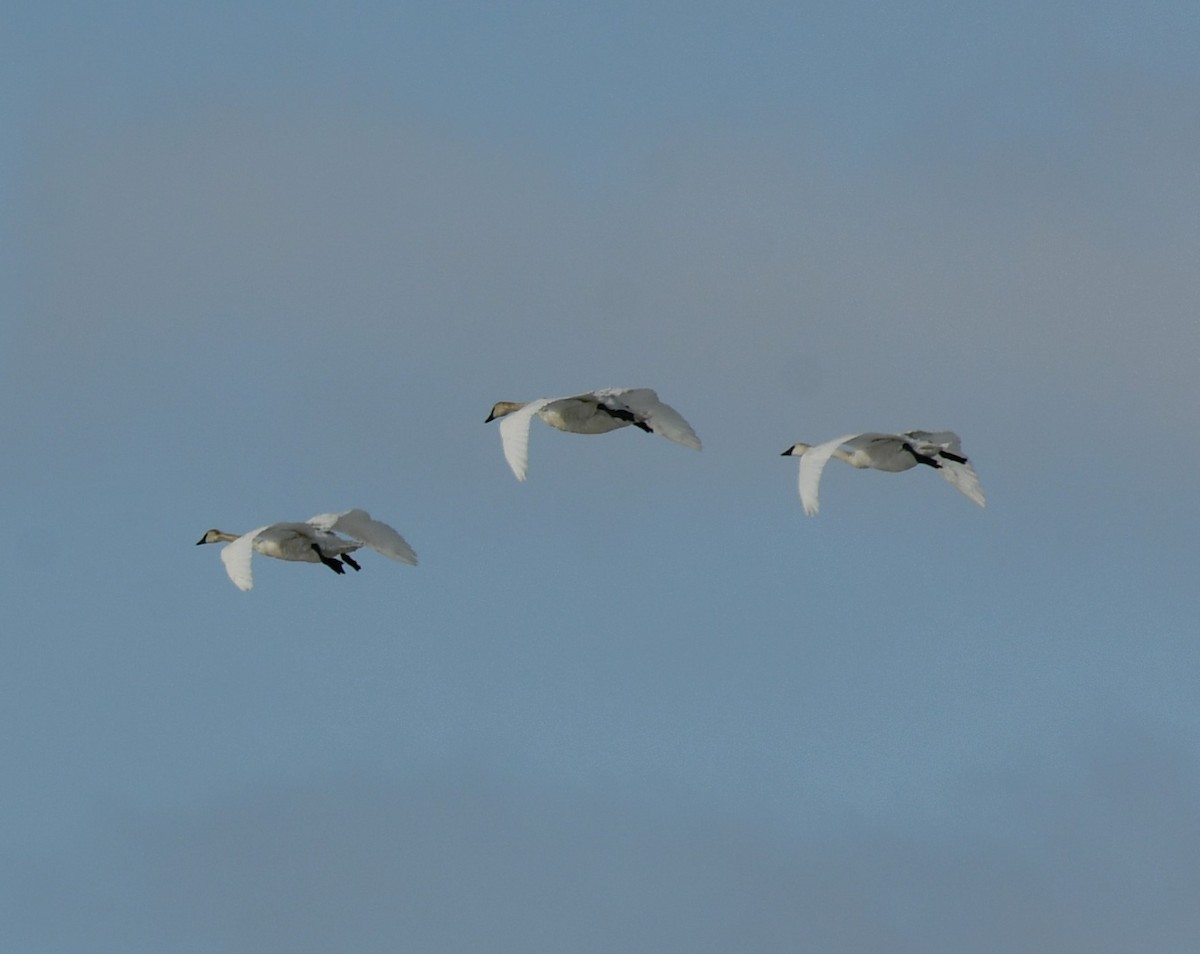 Cygne trompette - ML555018211
