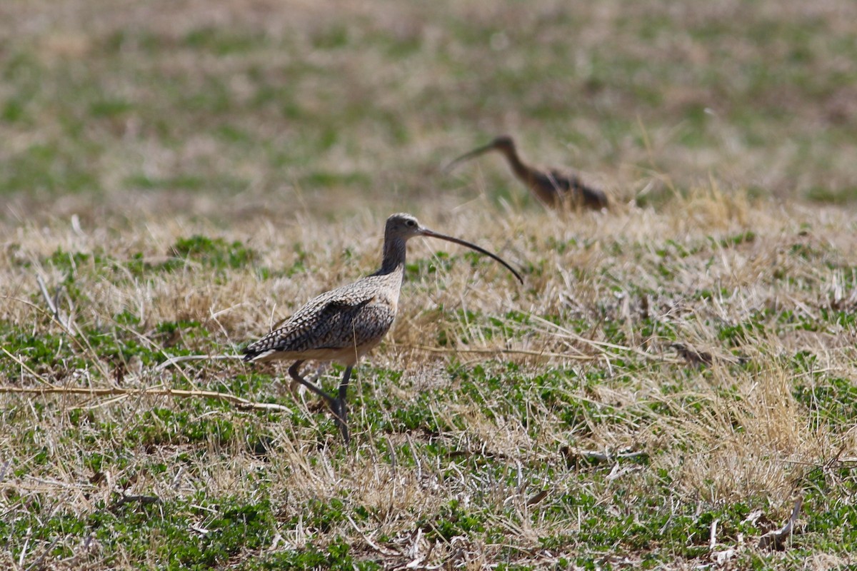 Rostbrachvogel - ML555018961