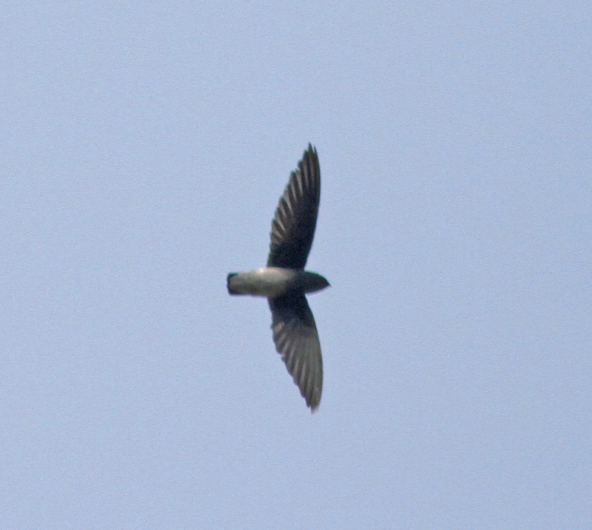 White-rumped Spinetail - ML555019061