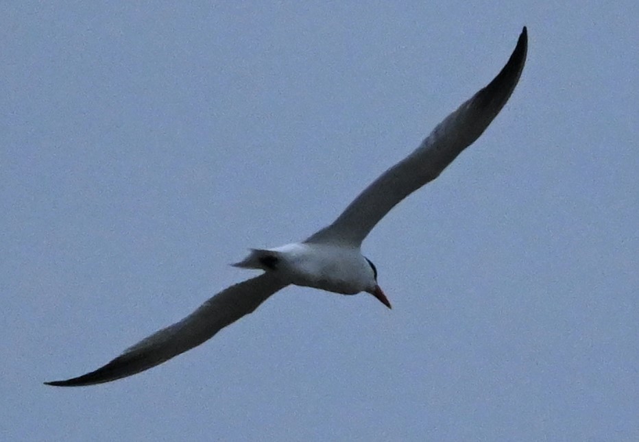 Caspian Tern - ML555019121