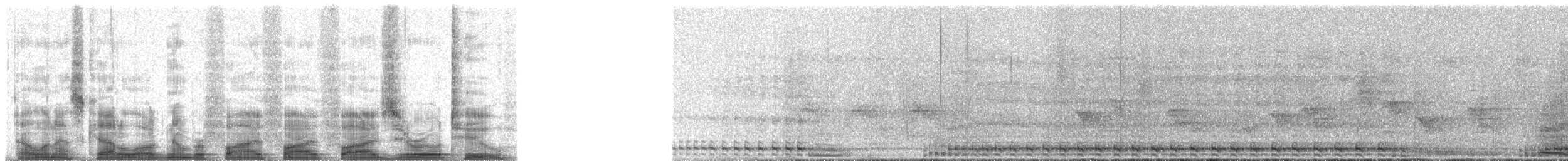 turako velký - ML55502