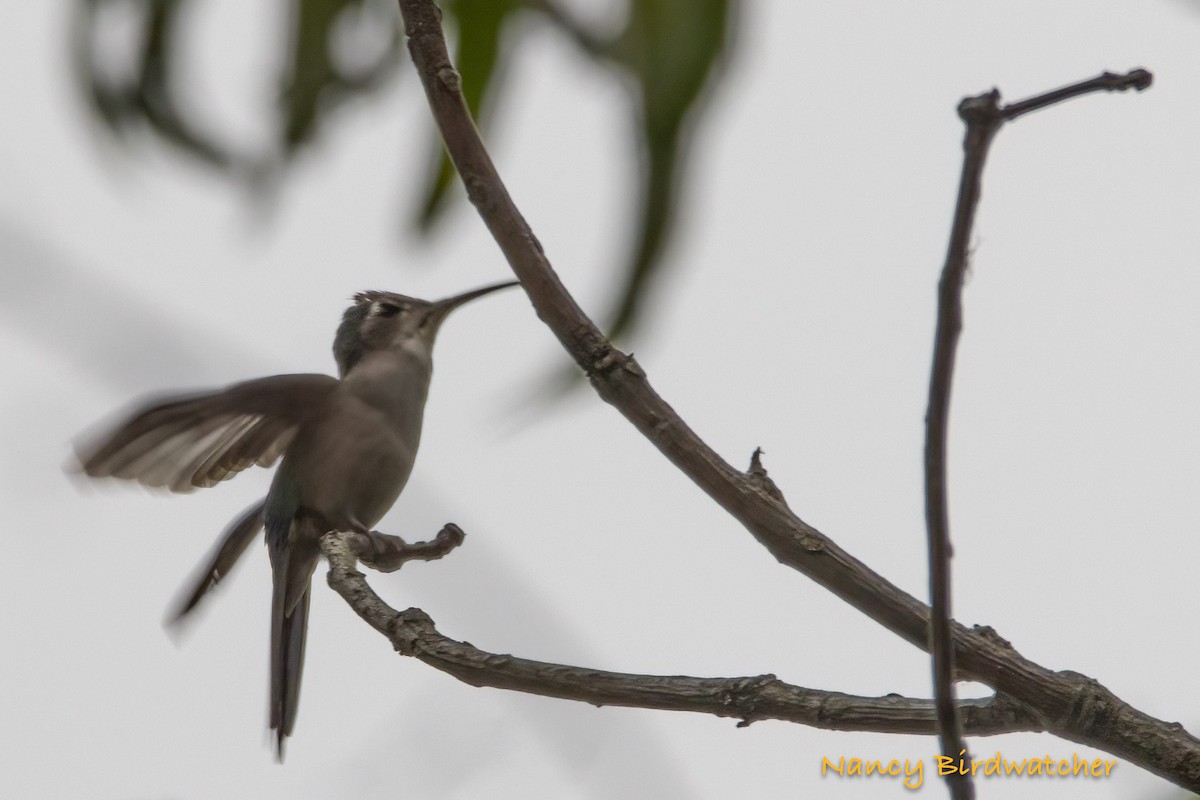 Wedge-tailed Sabrewing - Nancy Fernández