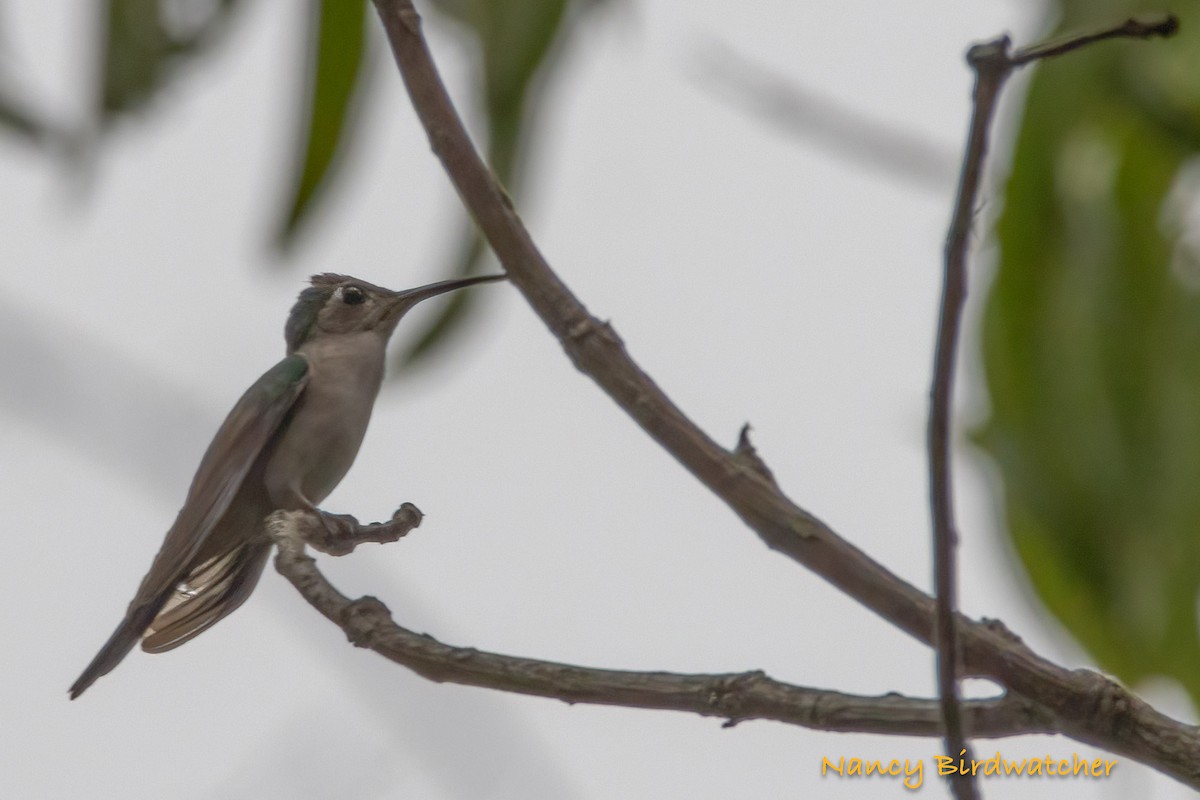 Wedge-tailed Sabrewing - ML555020361