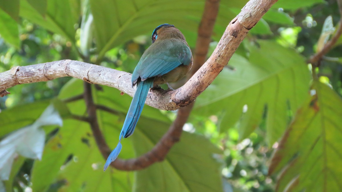 Lesson's Motmot - ML555020781