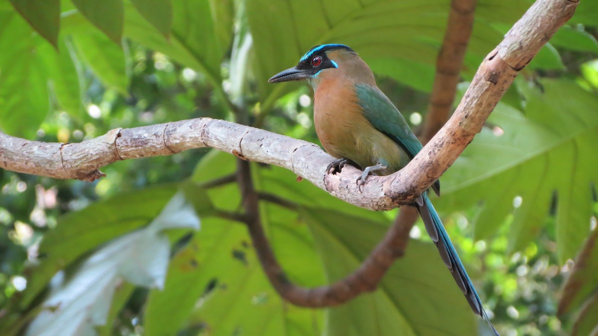 Lesson's Motmot - ML555020791