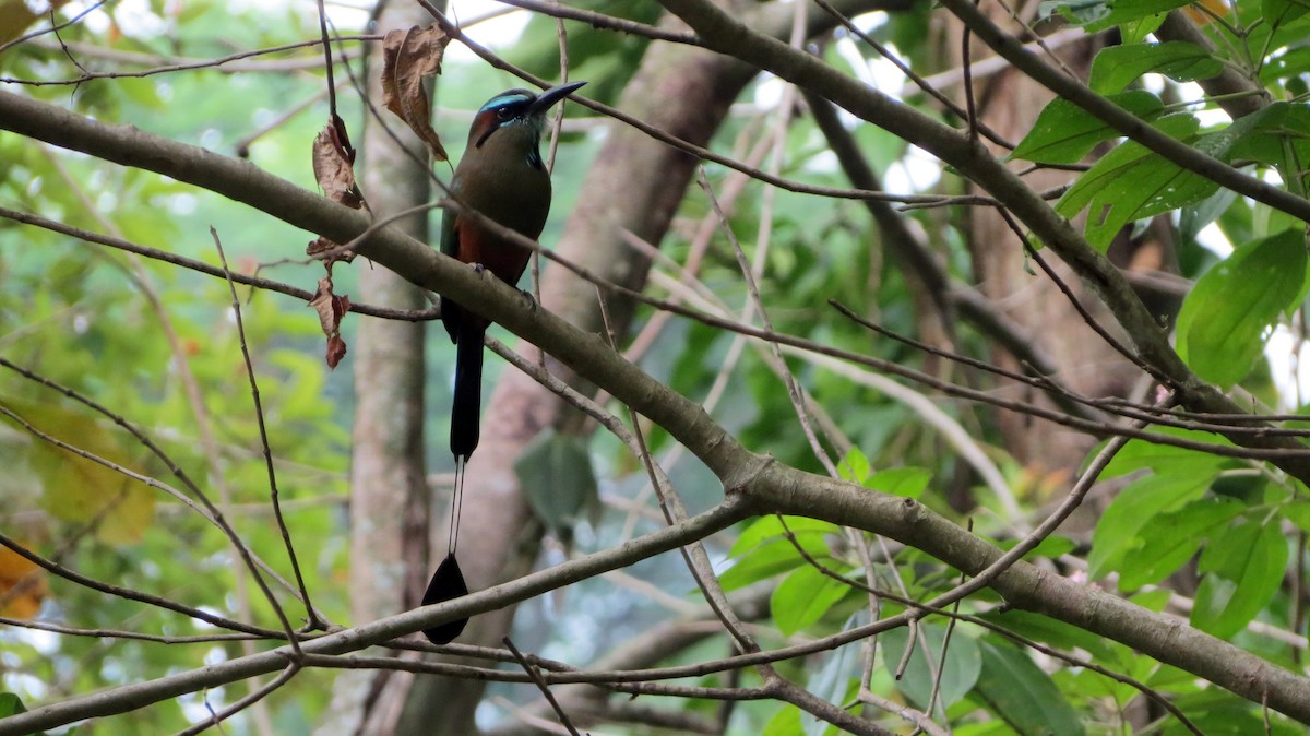 Turquoise-browed Motmot - ML555020971