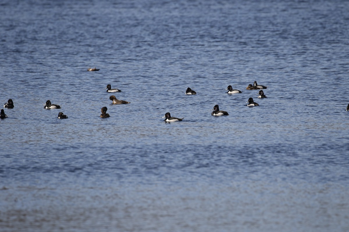 Ring-necked Duck - ML555020991