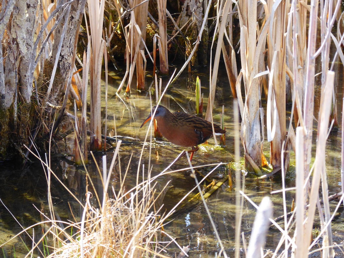 Virginia Rail - ML55502101