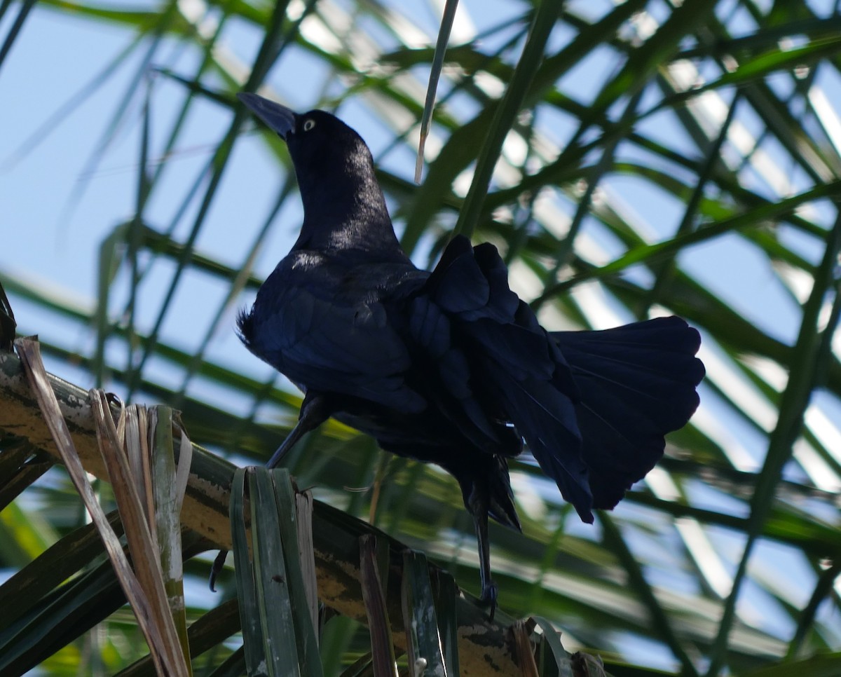 Great-tailed Grackle - ML555021021