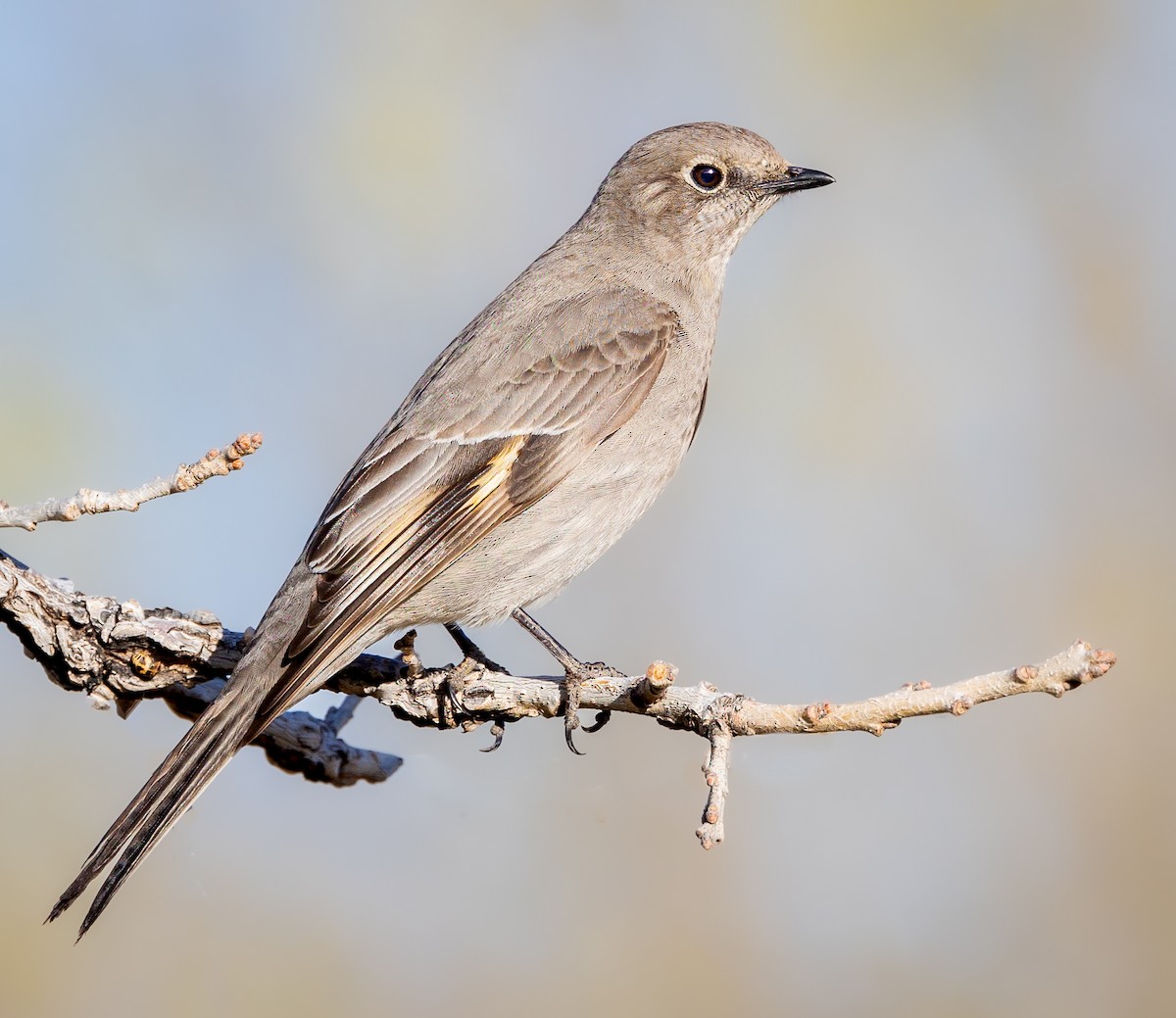 Townsend's Solitaire - ML555021071