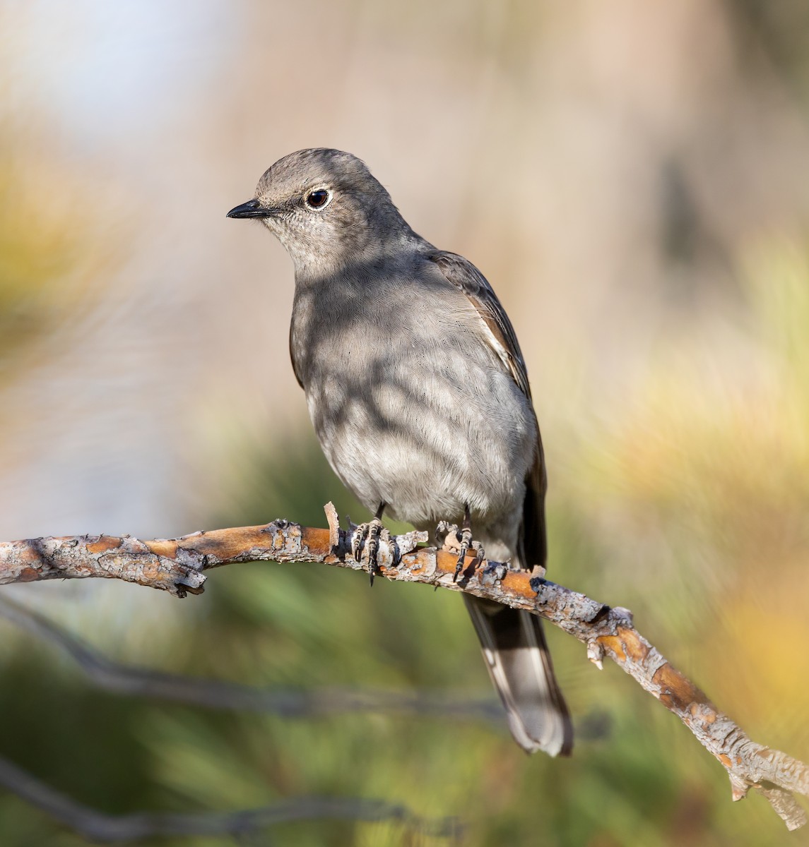 Townsend's Solitaire - ML555021081