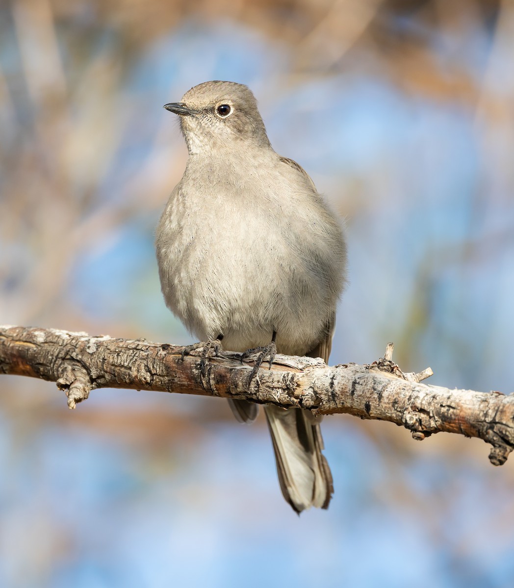 Townsend's Solitaire - ML555021111