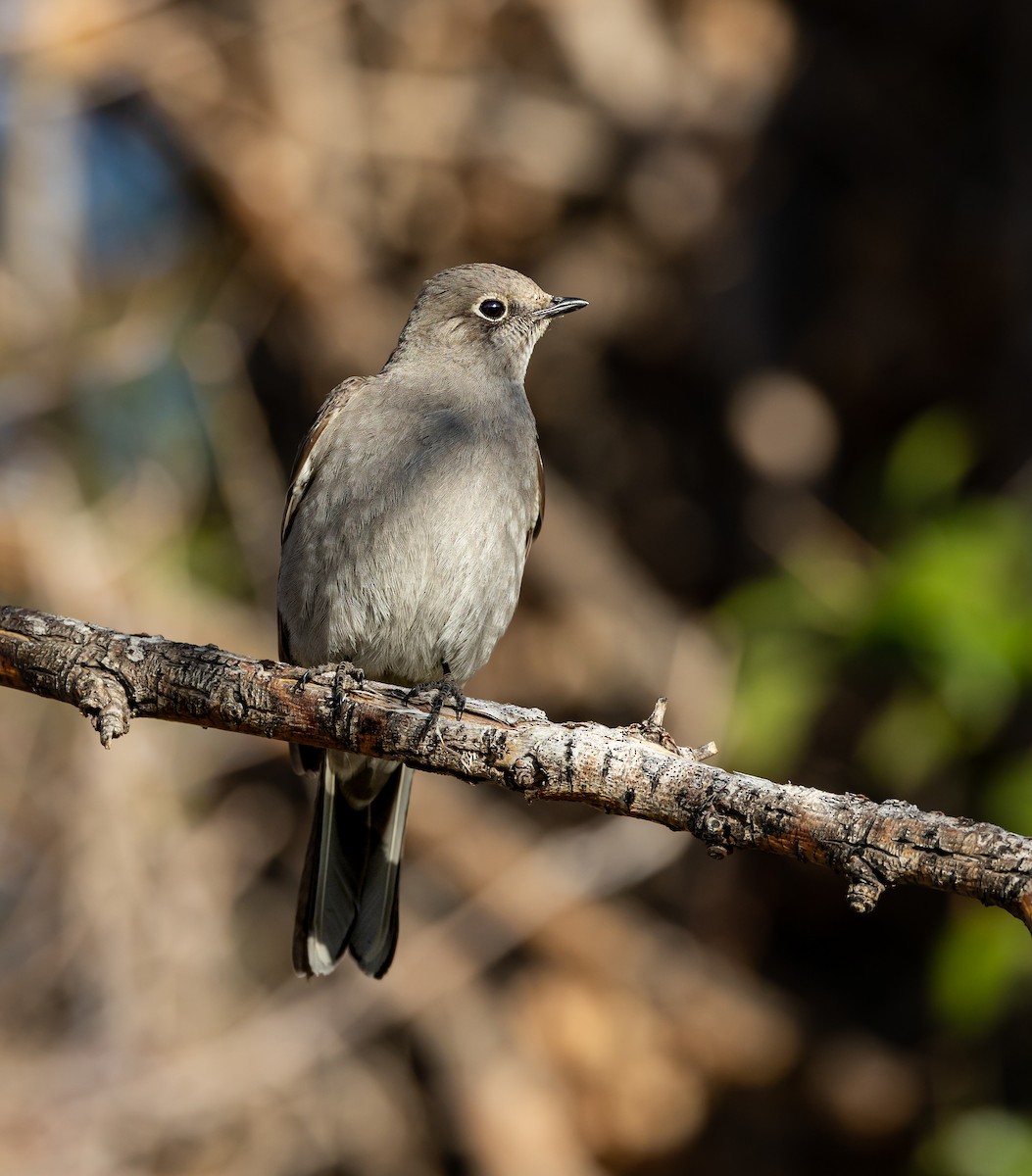 Townsend's Solitaire - ML555021141