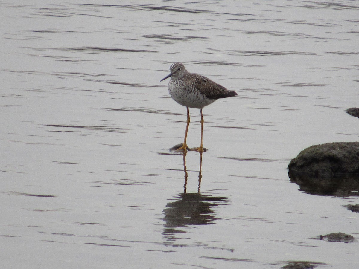 Greater Yellowlegs - Mickey Ryan