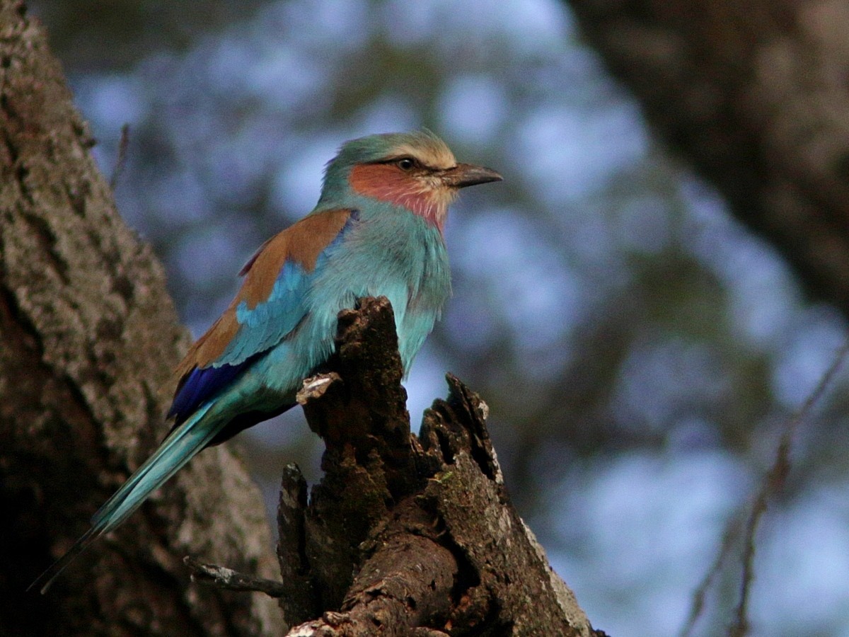 Lilac-breasted Roller (Blue-breasted) - ML555021411