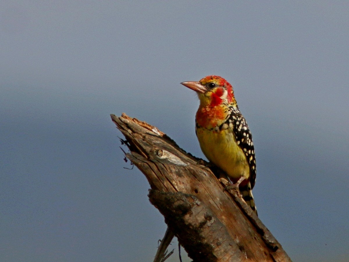Red-and-yellow Barbet - ML555021721