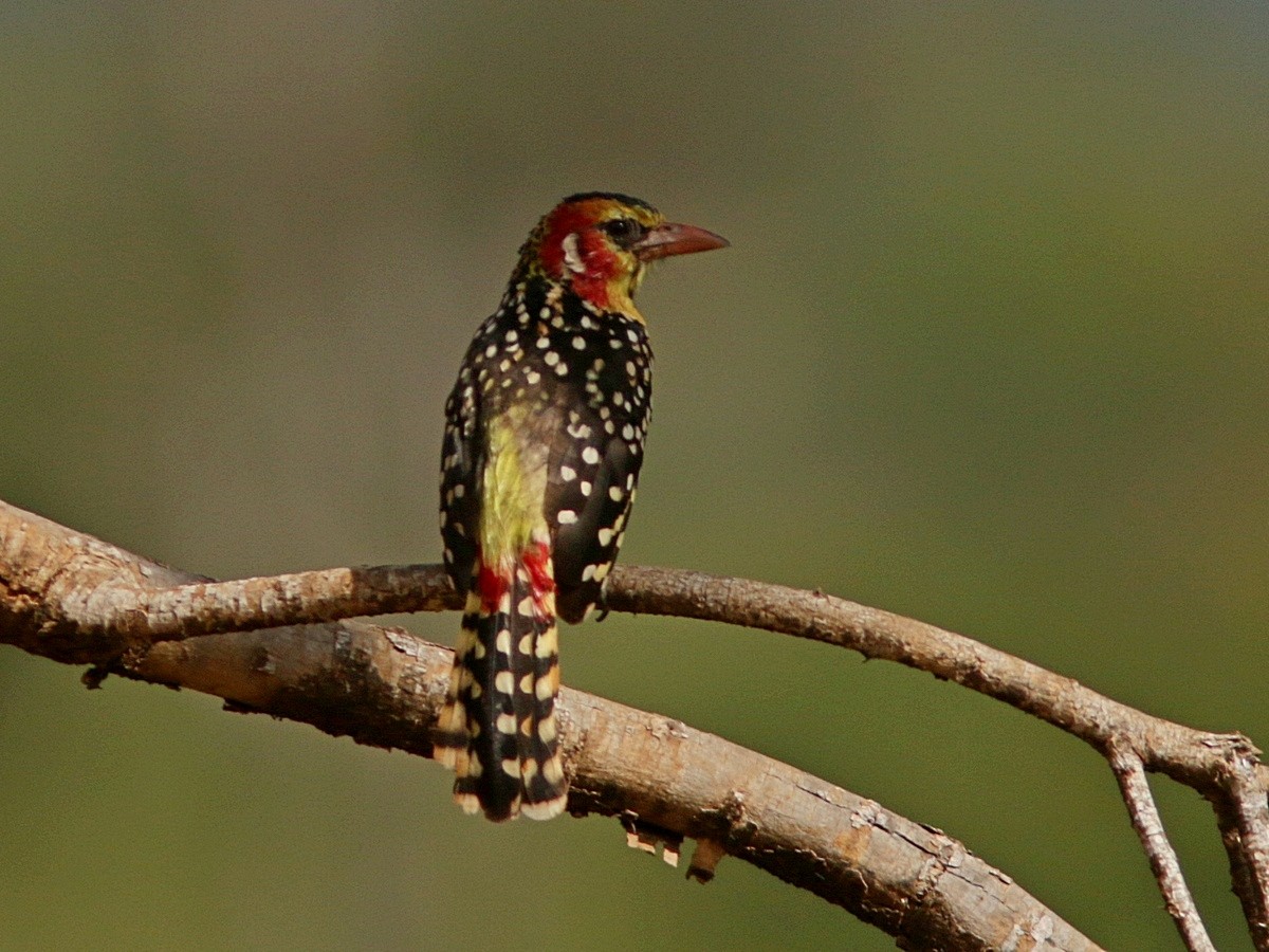 Red-and-yellow Barbet - ML555021751