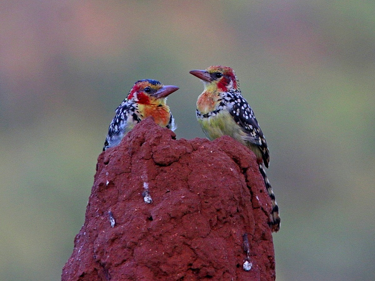 Red-and-yellow Barbet - ML555021761