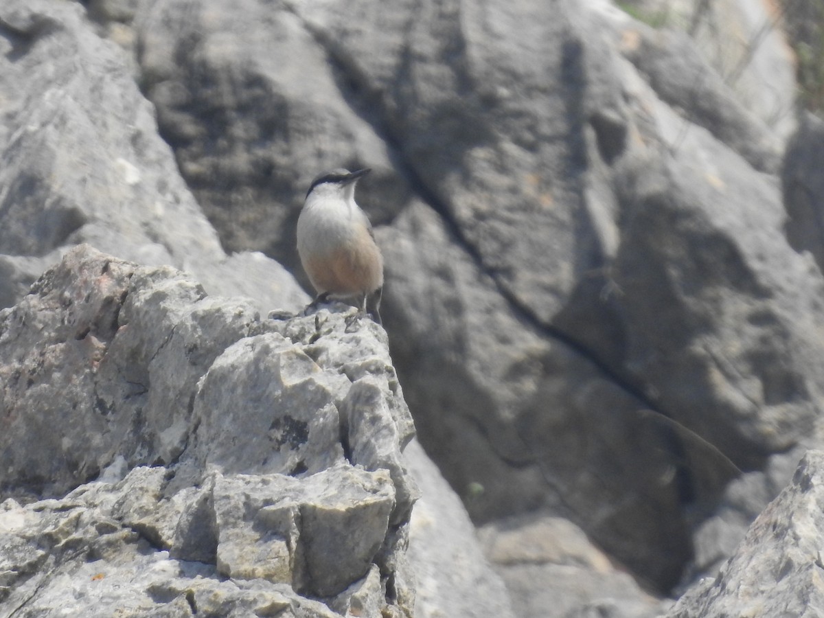 Western Rock Nuthatch - ML555022521