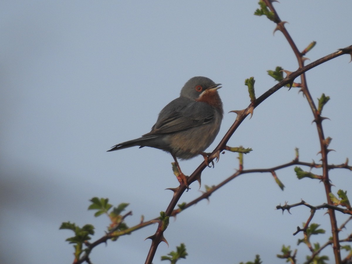 Eastern Subalpine Warbler - ML555023101